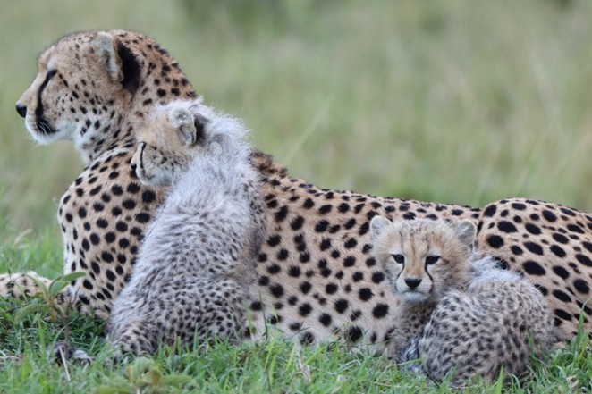 Cheetahs resting in the Mara landscape